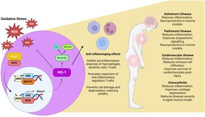 The Nrf2-HO-1 system and inflammaging